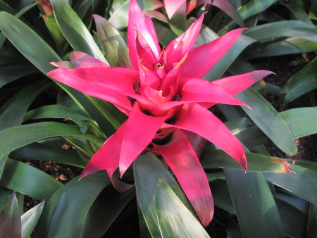 RED Flower at the Mall  - brown, red, photography, green, flowers