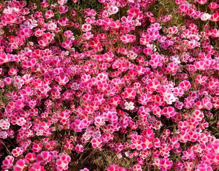 Carpet - beauty, carpet, white, nature, pink, beautiful, flowers, grass, sunny day