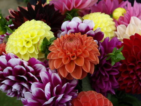 Dahlias. - colour, dahlia, flower, petal