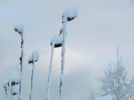 Frozen sunflowers - winter, cold, blue, snow