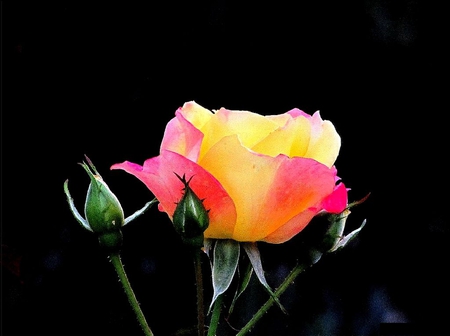 Beautiful Rose - rose, at night, picture, beautiful