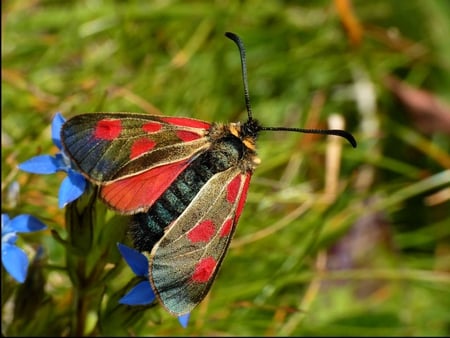 Beautiful Moth - colors, picture, moth, beautiful