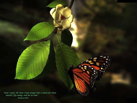 Butterfly on Leaf - butterfly, on leaf, picture, beautiful