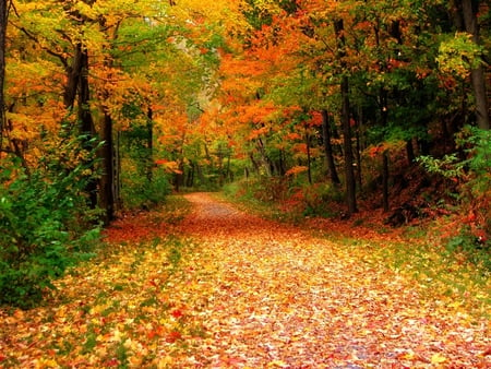 Autumn Lane. - autumn, fall, colour, leaf, tree, road, path, lane