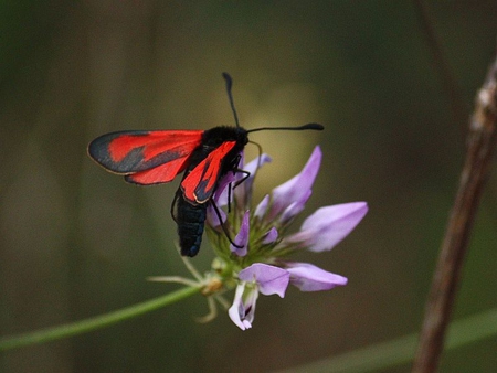 Red Moth - red, moth, picture, beautiful, on flower