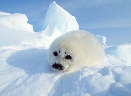 White Seal - seal, white, cute, picture