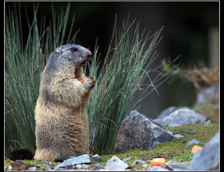 Cute Marmot - beautiful, cute, picture, marmot