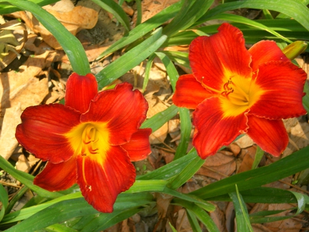 Red flowers - flowers, nature, red