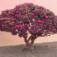 â€áƒ¦*â€¢.¸¸.â€¢*â–â€ FLOWERING-TREE â€áƒ¦*â€¢.¸¸.â€¢*â–â€