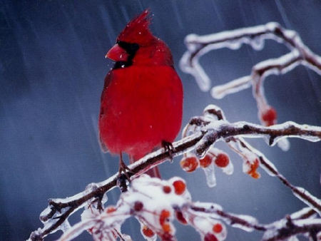 red bird - bird, ice, animal, winter, red, fruit