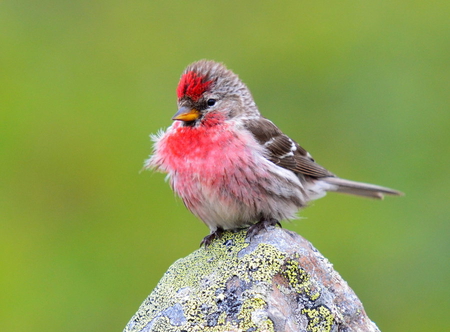 Artic redpoll - bird, cute, nice, animals