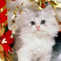 white kitten on christmas