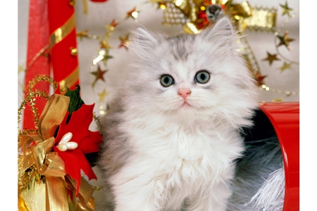 white kitten on christmas - nice, cat, animals, kitty, christmas, kitten, white, red, cute