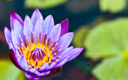 Water Lily - nature, lotus, water lily, beautiful, flowers, violet