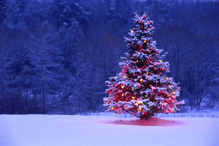 evening lights - beauty, photography, winter, christmas, evening, snow, holiday, tree, dusk, lights