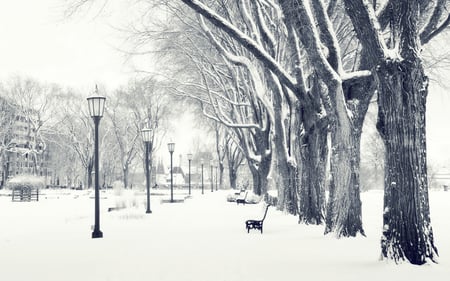 Snowy Park - trees, winter, nature, beautiful, snow, bench, park, lamps