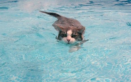 refreshing bath - pretty, water, amazing, beautiful, bath, sea, cat, wonderful, animal, kitten, swimming, cute, cats, nice, animals, kitty