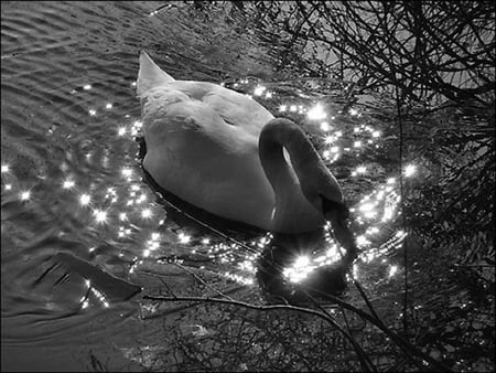 Swan Lake - grace, swan, sunshine, beauty, lake