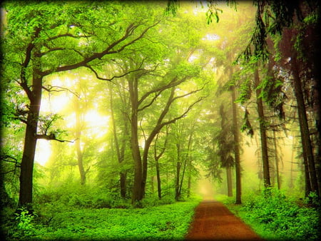 Golden light in the forest - summer, forest, path, light, golden, nature, sun