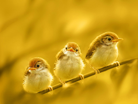 Enjoying the golden day - birds, branch, golden, day, three, joy, animals