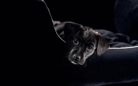 black doggy - puppy, adorable, photography, lab, black, pup, labrador, animal, cute