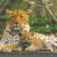 Cheetah's from Kruger National Park in Africa..