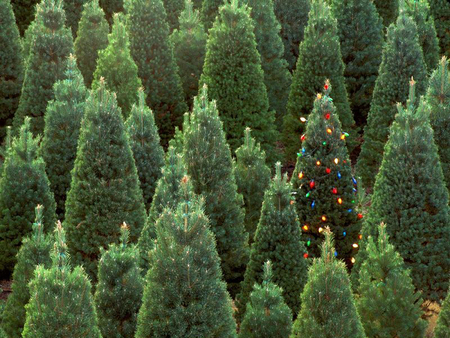 Waiting for Christmas - christmas, pine, trees, nature