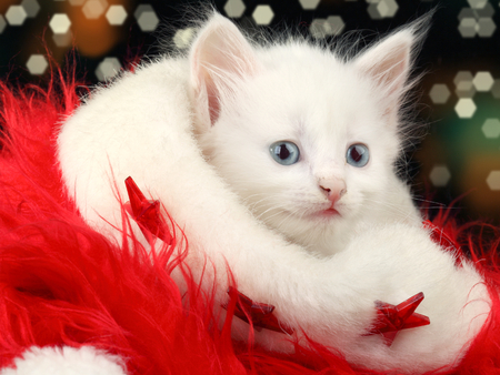 Christmas Cat - pretty, cat face, eyes, kitten, red, magic christmas, cats, face, merry christmas, xmas, blue eyes, hat, white cat, bokeh, beautiful, christmas cat, photography, beauty, colors, lovely, sweet, cat, christmas, cute, adorable, happy holidays, animals, kitty