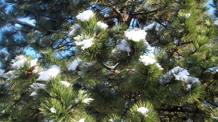 Snowy Pine - winter, nature, snow, pine, pine cone