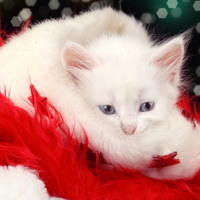 Adorable Kitty