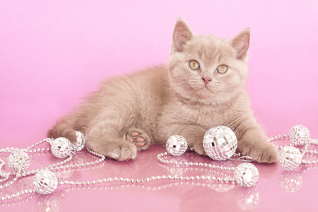 Kitten - pretty, eyes, pink, christmas decorations, animal, kitten, nice, ball, beautiful, balls, photography, small, beauty, colors, lovely, cool, baby, cat, christmas, pussy, garlands, cute