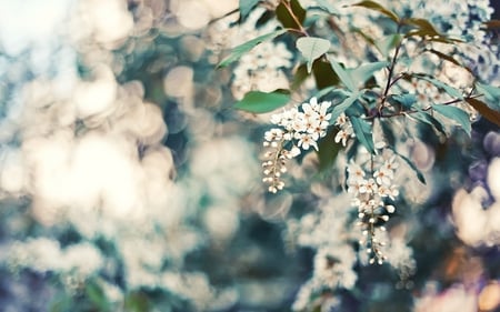 remembering springtime - white, nature, floral, photography, flowers, spring