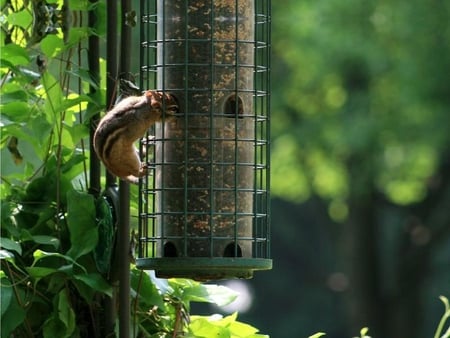 Pretty Bird...I Mean Chipmunk? - feeder, chipmunk, birdseed, tree