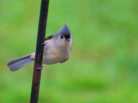 Tufted Titmouse - feed, feeder, chipmunk, tree