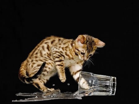 A Curious Baby Bengal - cat, glass, water, bengal