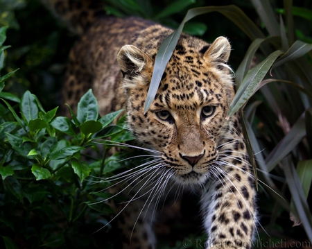 Coming Out of the Woods - brush, leopard, leaves, cat