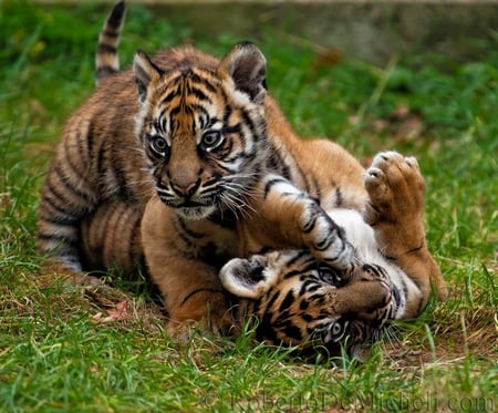 Bengal Cats - cats, cubs, bengal, stripe