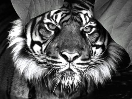 The Stare - special, beauty, eyes, photography, black and white, majestic, face, stripes, photoshop, beautiful, big, tiger