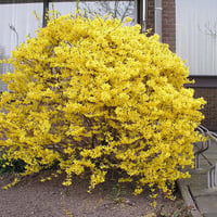 â€áƒ¦*â€¢.¸¸.â€¢*â–â€ yellow leaf tree â€áƒ¦*â€¢.¸¸.â€¢*â–â€