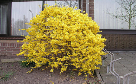 ❀ღ*•.��.•*❖❀ yellow leaf tree ❀ღ*•.��.•*❖❀ - wp, nature, yellow, leaf, tree