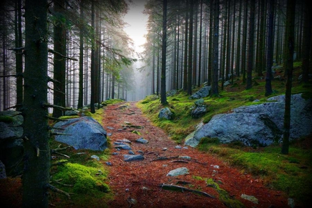 Forest Trail - pathway, trees, trail, forest, light, rock