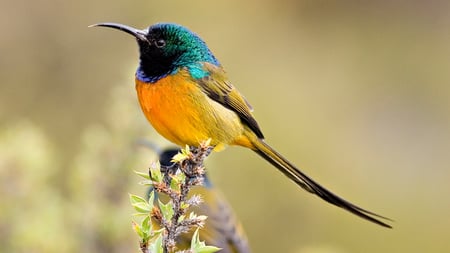 Orange breasted sunbird. - bird, sunbird, colour, perch