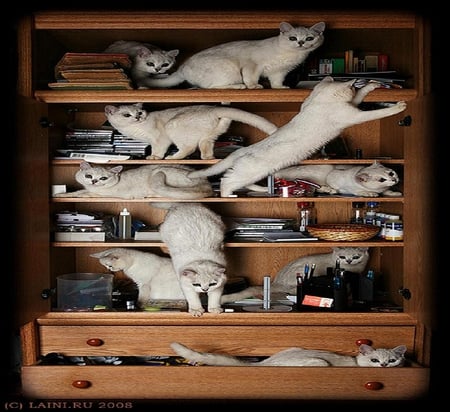 Cabinet cats. - play, animal, mischief, bookcase, cat