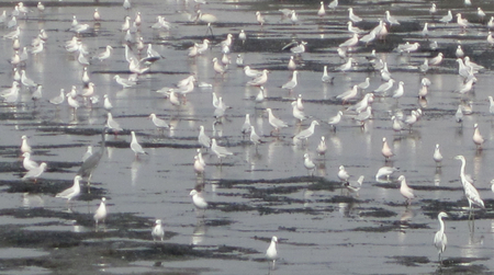 seagull party - birds, aquaculture, nature, gulls, seagull