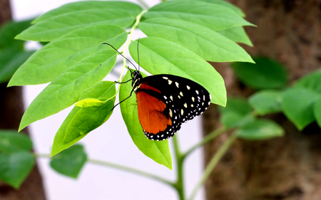 Beautiful Butterfly - beauty, trees, photography, animals, lovely, butterfly, forest, beautiful, animal, leaves, photo, butterflies