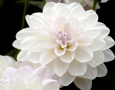 Softness - white, beauty, softness, petals, delicate, tenderness, tender, flower