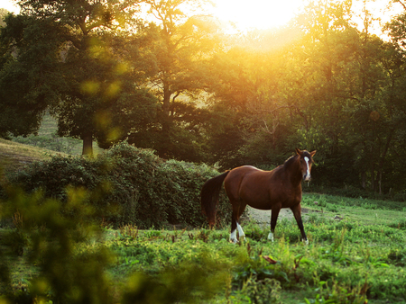 In the Meadow - sunlight, shrubs, grass, meadow, horse