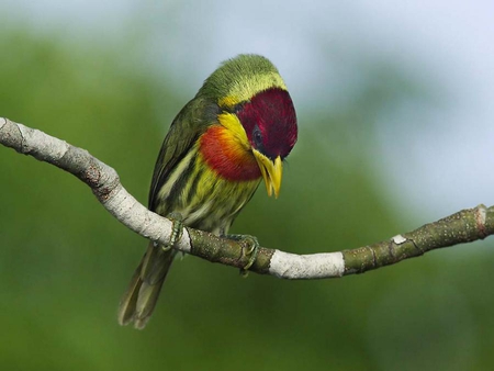 LEMON-THROATED BARBET BIRD - bird, colorful, flight, small, feathers