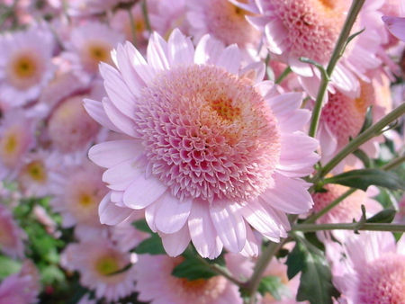 Chrysanthemums. - flower, pink, chrysanthemum, petal, daisy