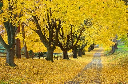 Maple Lane. - autumn, fall, maple, leaf, tree, road, path, lane